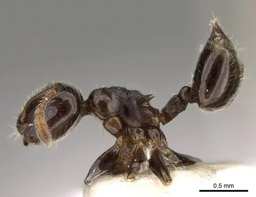 Crematogaster vagula specimen