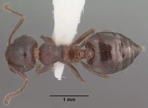 Crematogaster vermiculata specimen