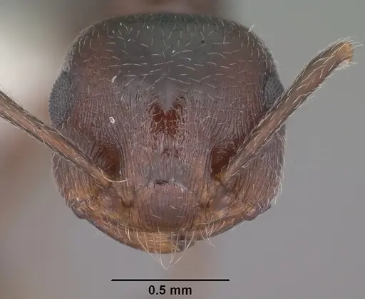 Crematogaster vermiculata specimen