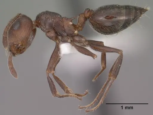 Crematogaster vermiculata specimen