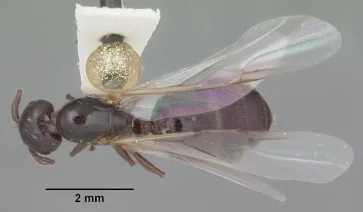 Crematogaster vermiculata - CASENT0103809
