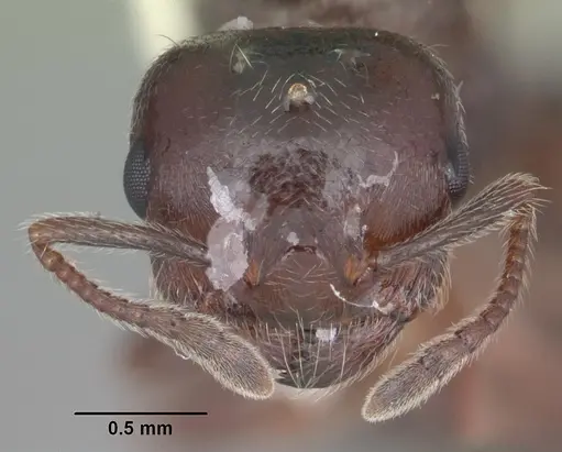 Crematogaster vermiculata - CASENT0103809