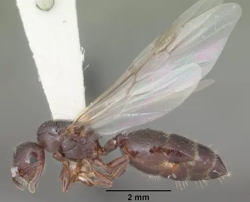Crematogaster vermiculata - CASENT0103809