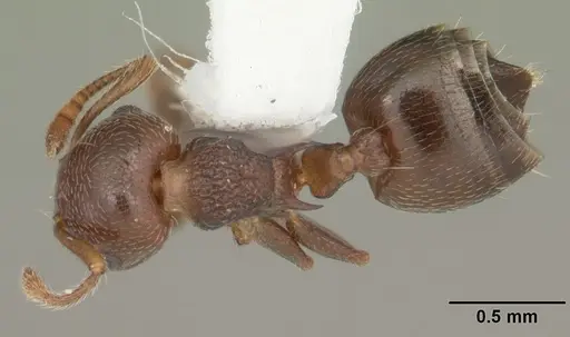 Crematogaster vermiculata - CASENT0103810