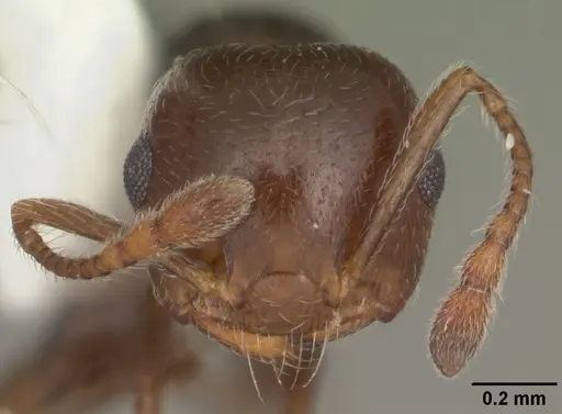 Crematogaster vermiculata - CASENT0103810