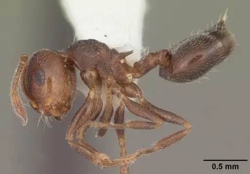 Crematogaster vermiculata - CASENT0103810