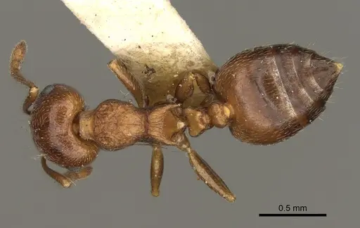 Crematogaster vermiculata - CASENT0105746