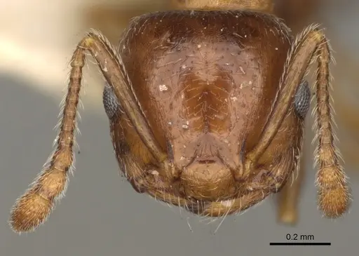 Crematogaster vermiculata - CASENT0105746