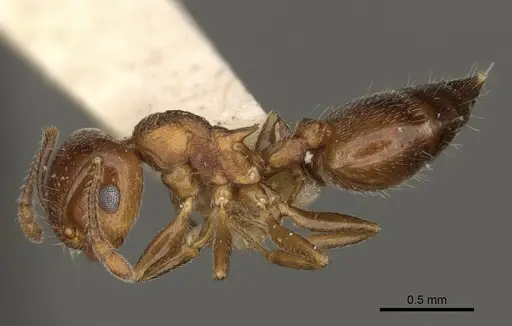 Crematogaster vermiculata - CASENT0105746