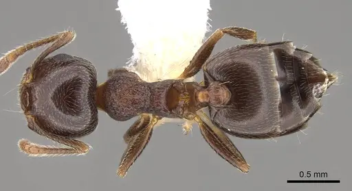 Crematogaster vermiculata - CASENT0914534