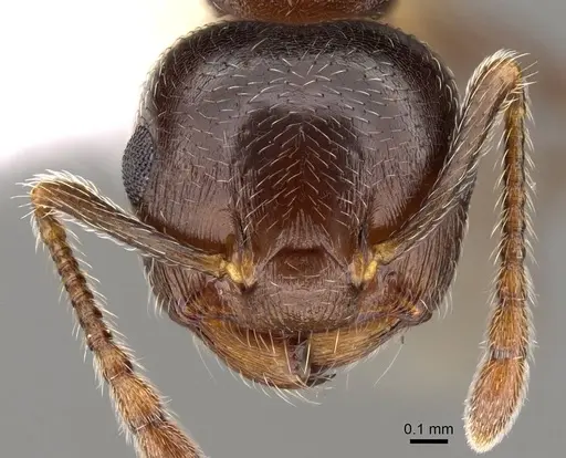 Crematogaster vermiculata - CASENT0914534