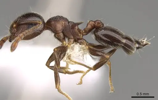 Crematogaster vermiculata - CASENT0914534