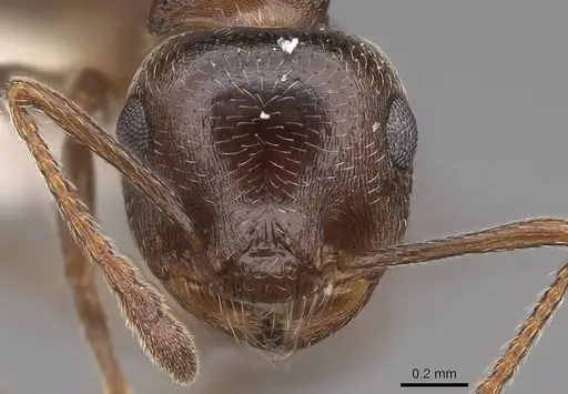 Crematogaster vermiculata - CASENT0922726