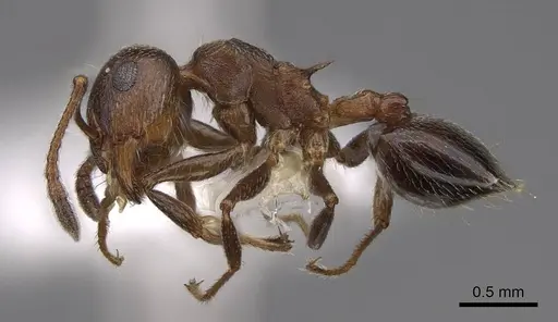 Crematogaster vermiculata - CASENT0922726