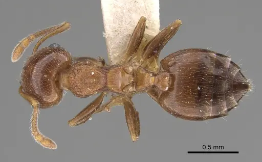Crematogaster vermiculata - CASENT0923320