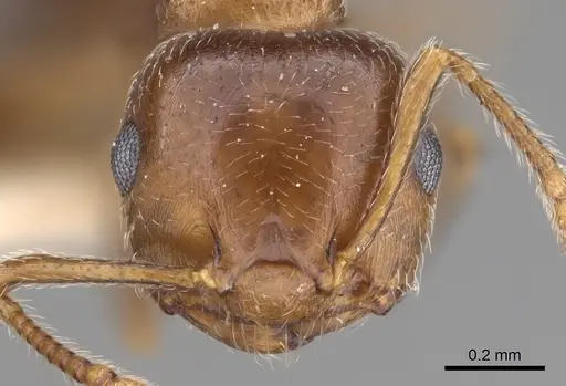 Crematogaster vermiculata - CASENT0923320