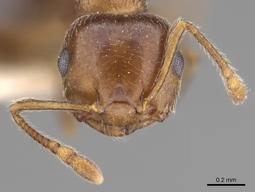 Crematogaster vermiculata - CASENT0923320