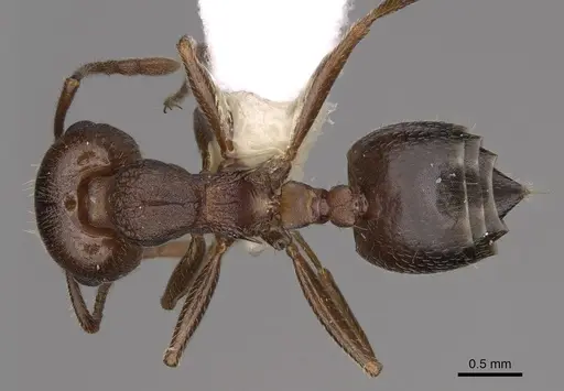 Crematogaster vetusta specimen