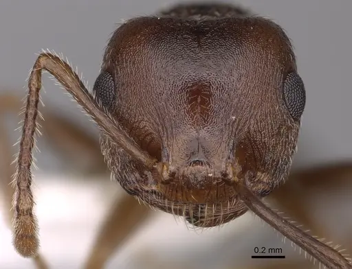 Crematogaster vetusta specimen