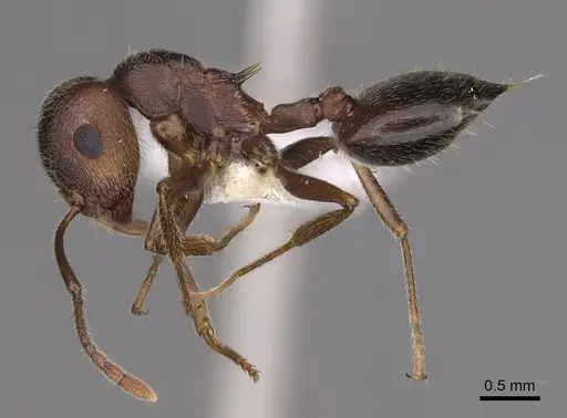 Crematogaster vetusta specimen