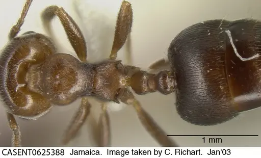 Crematogaster vicina specimen
