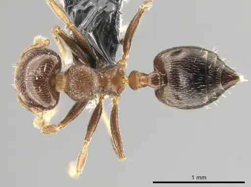 Crematogaster vicina - CASENT0649920