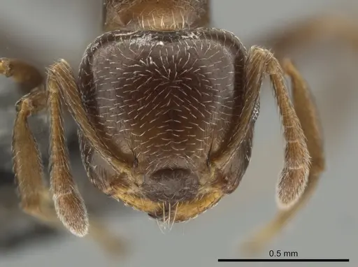 Crematogaster vicina - CASENT0649920