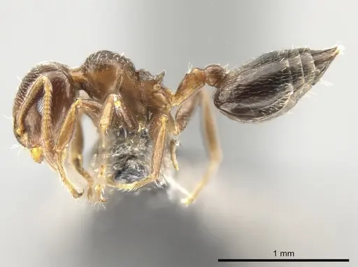 Crematogaster vicina - CASENT0649920