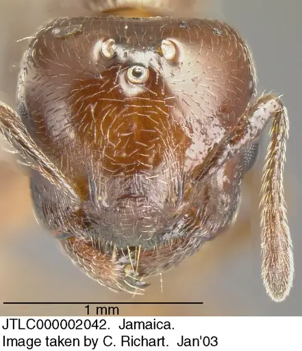 Crematogaster vicina - JTLC000002042