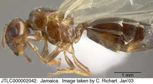 Crematogaster vicina - JTLC000002042