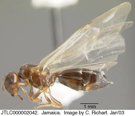 Crematogaster vicina - JTLC000002042