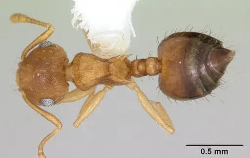 Crematogaster victima specimen