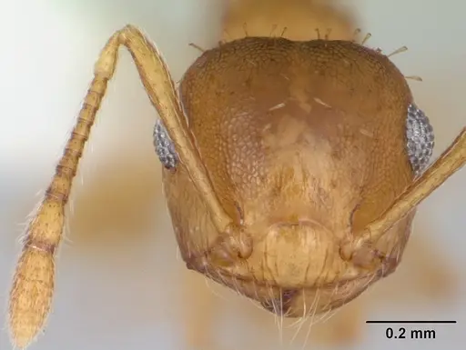 Crematogaster victima specimen