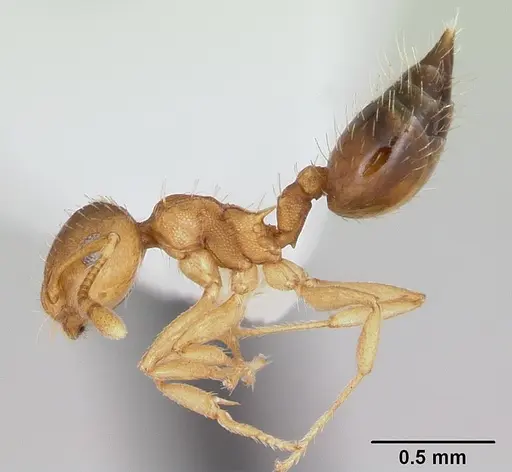 Crematogaster victima specimen