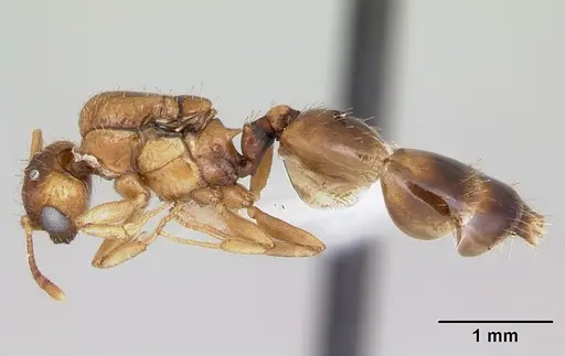 Crematogaster victima - CASENT0173953