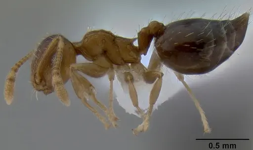 Crematogaster victima - CASENT0193878