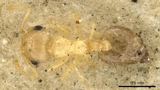 Crematogaster victima - CASENT0902162