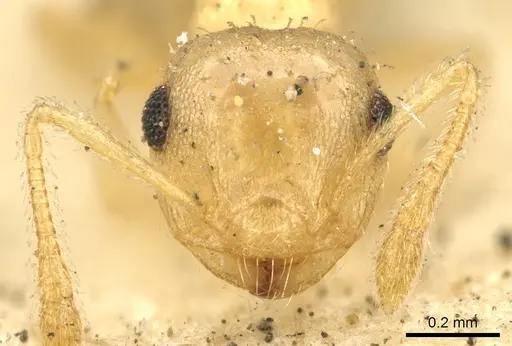 Crematogaster victima - CASENT0902162