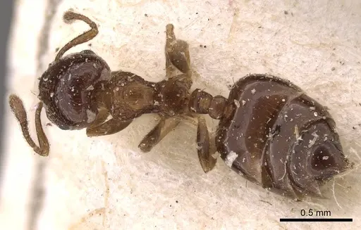 Crematogaster victima - CASENT0908429