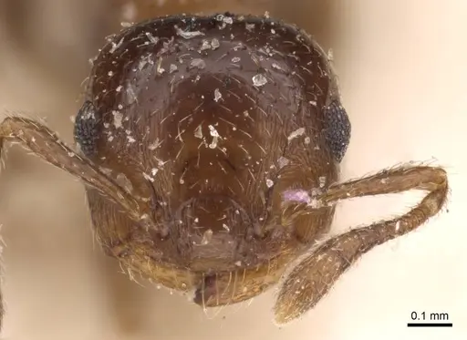 Crematogaster victima - CASENT0908429