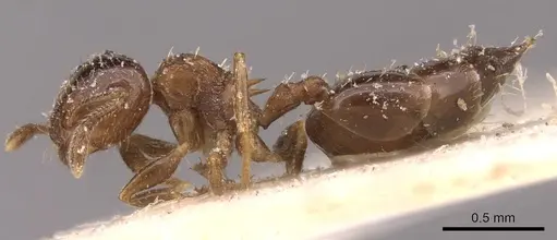 Crematogaster victima - CASENT0908429