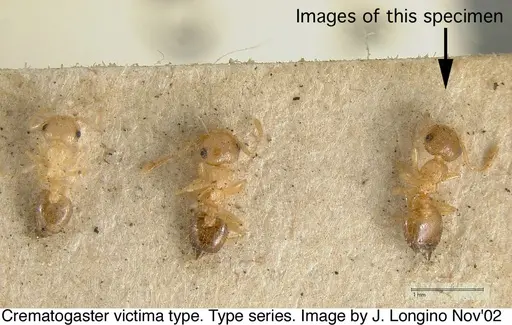 Crematogaster victima - JTL328116