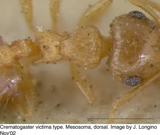 Crematogaster victima - JTL328116