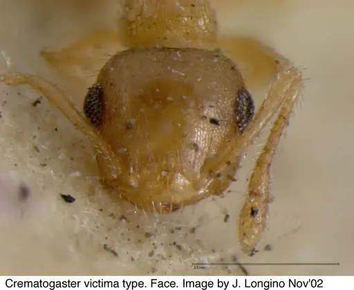 Crematogaster victima - JTL328116