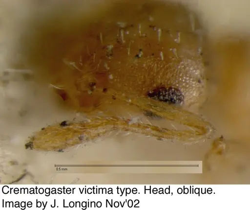 Crematogaster victima - JTL328116