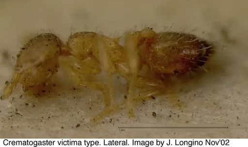 Crematogaster victima - JTL328116