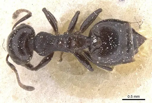 Crematogaster vidua specimen