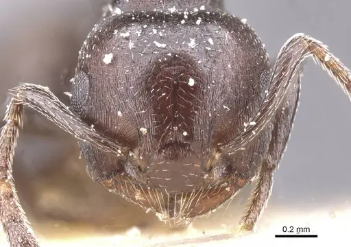 Crematogaster vidua specimen