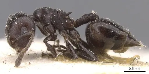 Crematogaster vidua specimen