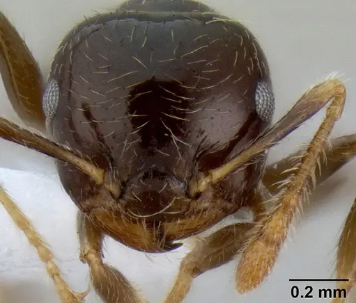 Crematogaster volamena specimen